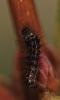 Acronicta rumicis